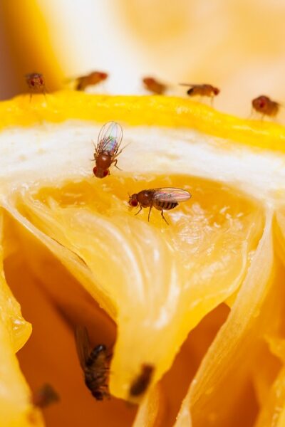 Fruit Flies