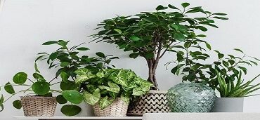 plant1